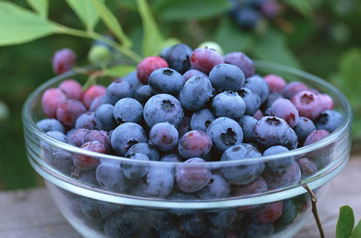 Blueberry-Fruit